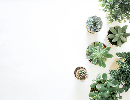 Variety of potted succulents