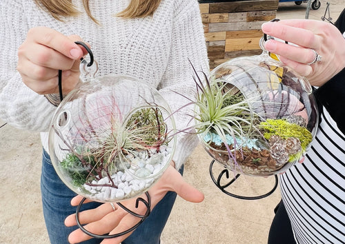 Air Plant Terrarium Workshop